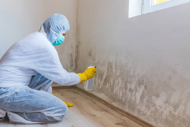 Licensed Attic Mold Removal service in New Enterprise, PA - WQB Mold Removal